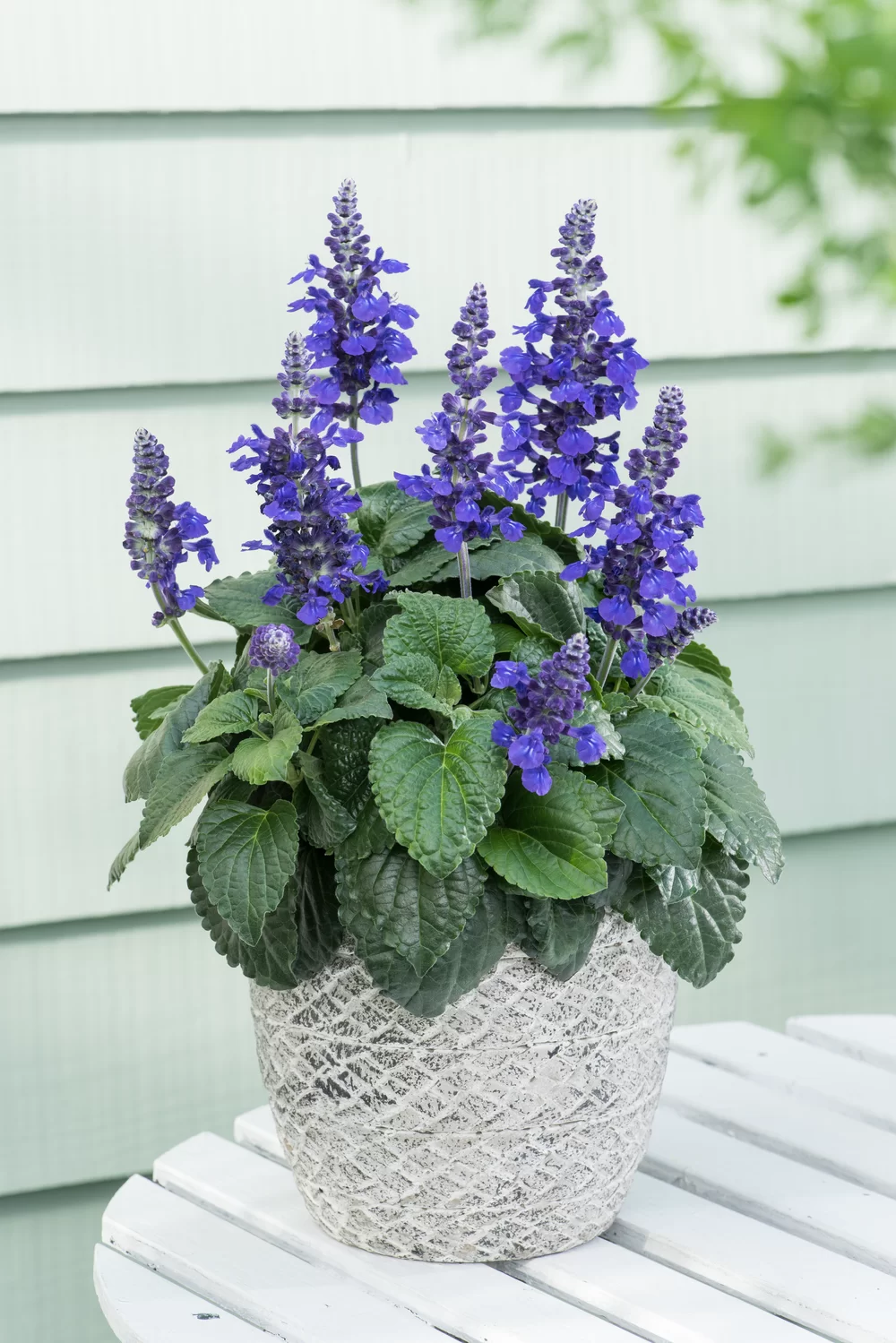 Salvia farinacea Mysty Blue