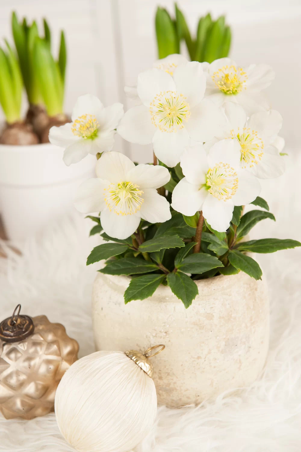 Helleborus niger Advent Star | Florensis
