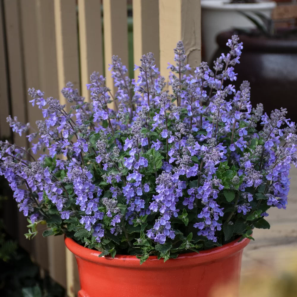 Nepeta faassenii Picture Purrfect Picture Purrfect