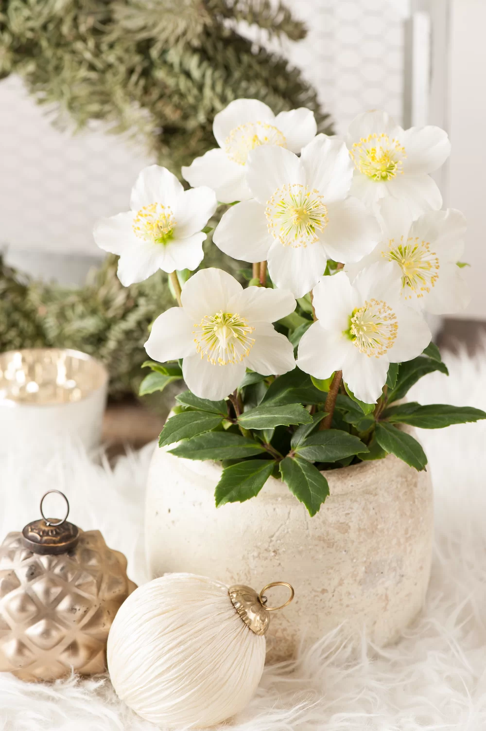 Helleborus niger Advent Star | Florensis