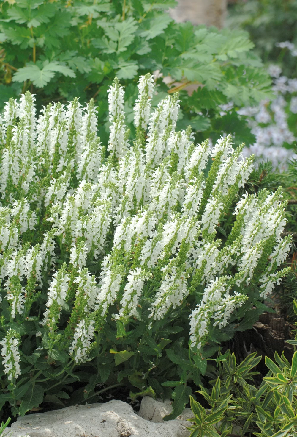Salvia nemorosa Sensation® Compact White