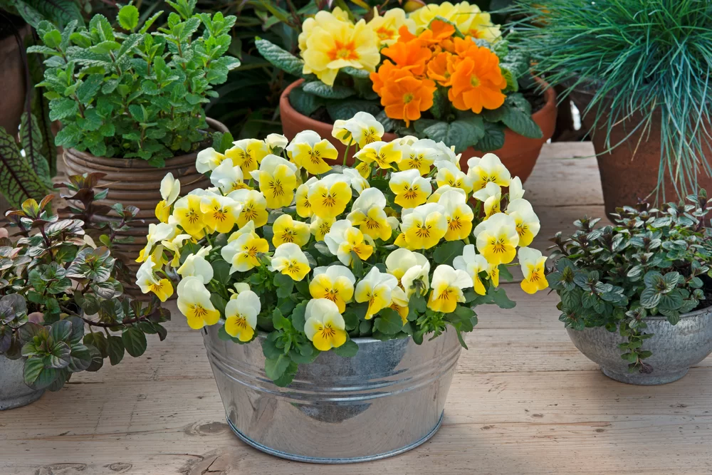 Viola cornuta EVO® Mini Beaconsfied Yellow