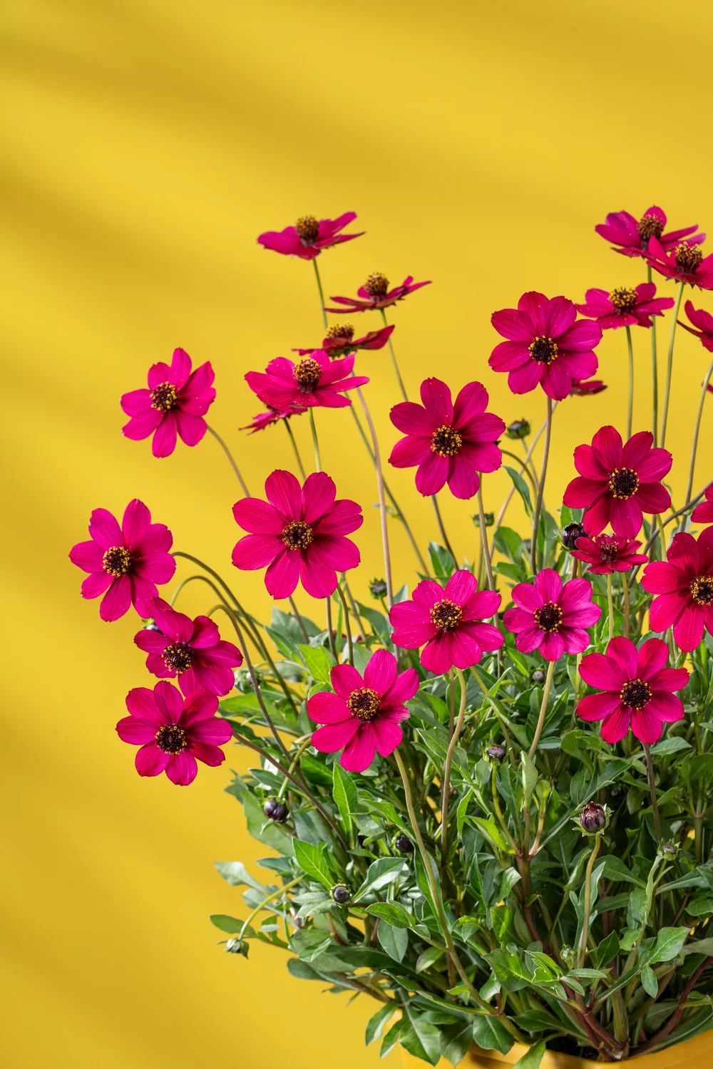 Cosmos atrosanguineus Cherry Chocolate 