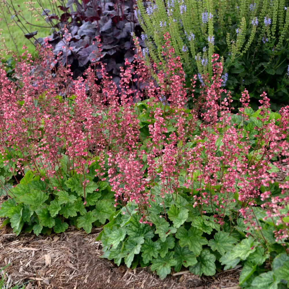 Heuchera villosa Berry Timeless