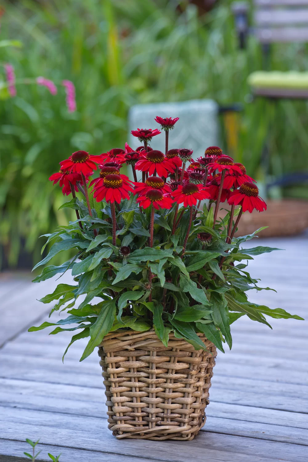 Echinacea purpurea SunMagic Vintage Hot Red