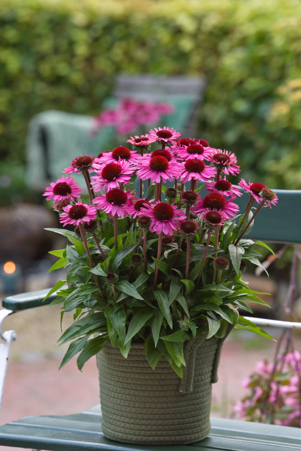 Echinacea purpurea SunMagic Vintage Brilliant Rose